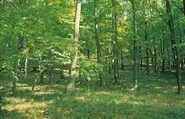 Oak and elm woodland