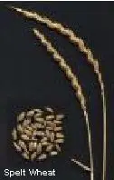 Ears and grain of Spelt wheat